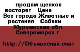 продам щенков восторят › Цена ­ 7 000 - Все города Животные и растения » Собаки   . Мурманская обл.,Североморск г.